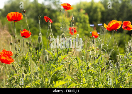 Mohnblumen Feld in der Hintergrundbeleuchtung Stockfoto