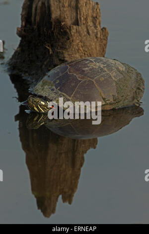 Östlichen gemalt Schildkröten (Chrysemys Picta Picta), Virginia Stockfoto