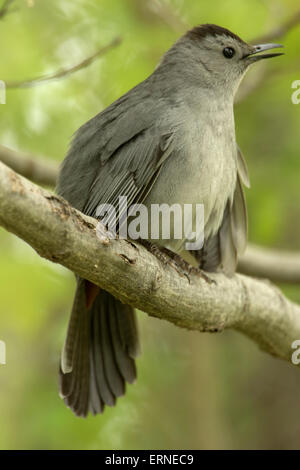 graues Catbird (Dumetella Carolinensis), auch buchstabiert graue Catbird, New York, singen im Frühling Stockfoto