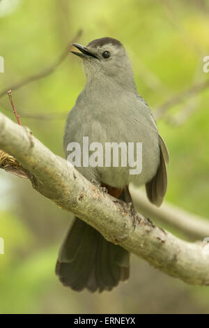 graues Catbird (Dumetella Carolinensis), auch buchstabiert graue Catbird, New York, singen im Frühling Stockfoto