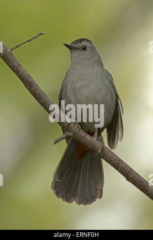 graues Catbird (Dumetella Carolinensis), auch buchstabiert graue Catbird, New York, singen im Frühling Stockfoto