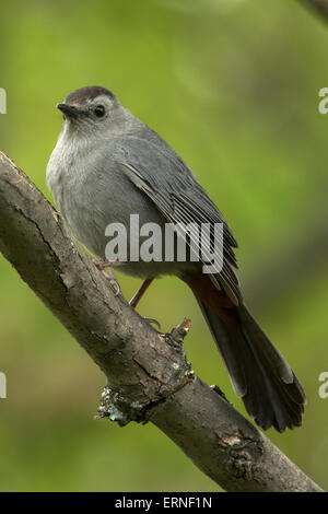 graues Catbird (Dumetella Carolinensis), auch buchstabiert graue Catbird, New York, singen im Frühling Stockfoto