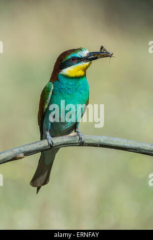 Europäische Bienenfresser Merops apiaster Stockfoto