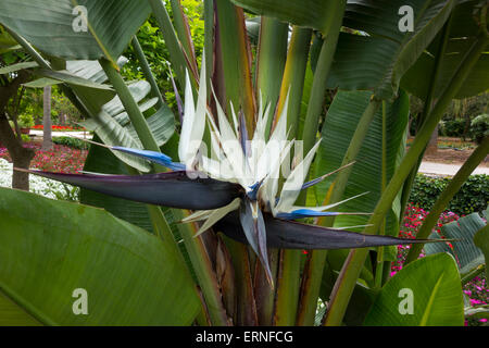 Nahaufnahme einer riesigen weißen Paradiesvogel Blume, Strelitzia Nicolai, in Malta getroffen. Stockfoto