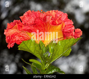 Große lebendige orange / rot gefüllte Blüte von Hibiskus, verlässt Hawaii Hybrid Rainbow Fire mit smaragdgrün auf dunklem Hintergrund Stockfoto