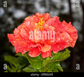 Große lebendige orange / rot gefüllte Blüte von Hibiskus, verlässt Hawaii Hybrid Rainbow Fire mit smaragdgrün auf dunklem Hintergrund Stockfoto