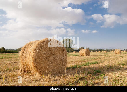 Rundballen Heu in einem Feld in Athalassa Park in Nikosia, Zypern Stockfoto