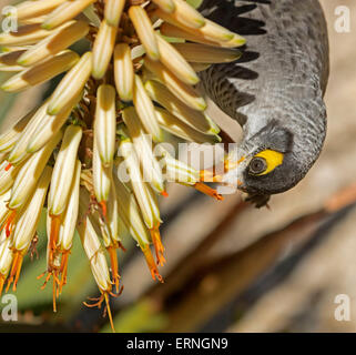 Laut Bergmann Vogel, Manorina Melanocephala auf den Kopf hängend Fütterung auf Creme röhrenförmigen Blüten der Aloe-Pflanze im australischen Garten Stockfoto