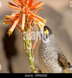 Laut Bergmann Vogel, Manorina Melanocephala, Fütterung auf orange Blumen von Aloe, Dürre tolerant Sukkulente, in australischen Stadtgarten Stockfoto