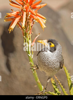 Laut Bergmann Vogel, Manorina Melanocephala, Fütterung auf orange Blumen von Aloe, Dürre tolerant Sukkulente, in australischen Stadtgarten Stockfoto