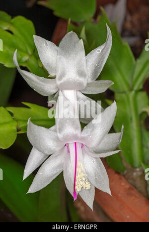 Spektakuläre weiße Blume des Kaktus Schlumbergera Truncata White Christmas mit Regentropfen auf Blütenblätter & grünen Stängel, ein zygocactus Stockfoto