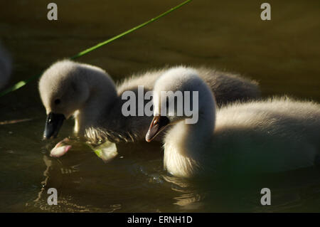 Paar cygnets Stockfoto