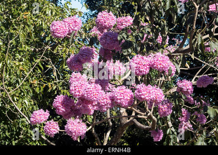 Große Cluster von leuchtend rosa Blüten von Tabebuia Impetiginosa, rosa Trompetenbaum gegen dunkelgrünem Laub in Australien Stockfoto