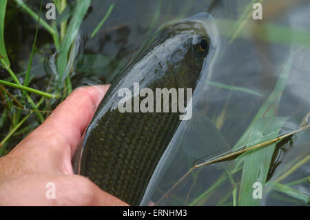 Ein Mann Fliegenfischen am Fluß Avon in Wiltshire Stockfoto