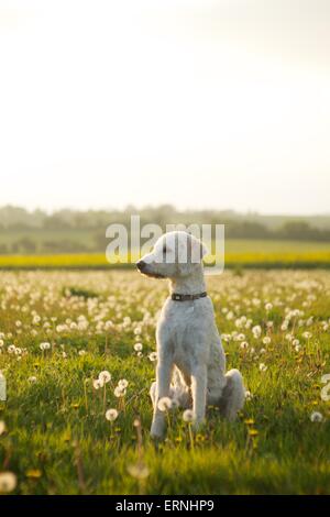 Labradoodle Hund Welpen in der englischen Landschaft Stockfoto