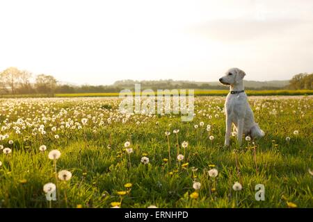 Labradoodle Hund Welpen in der englischen Landschaft Stockfoto