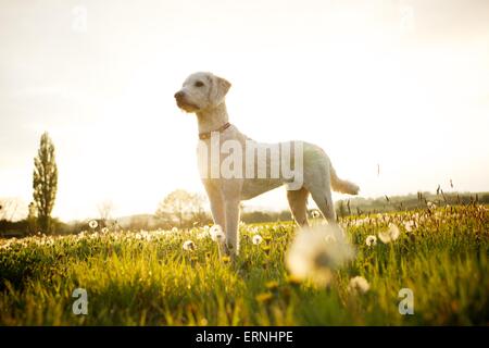 Labradoodle Hund Welpen in der englischen Landschaft Stockfoto