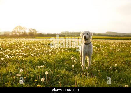 Labradoodle Hund Welpen in der englischen Landschaft Stockfoto