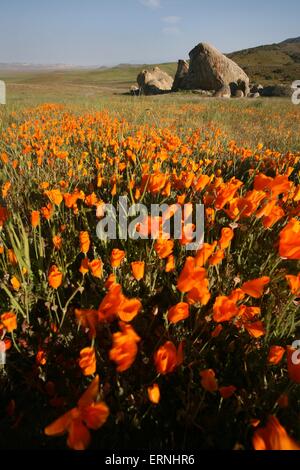 California Mohn blüht im Carrizo Plains National Monument im südöstlichen San Luis Obispo County, Kalifornien. Stockfoto