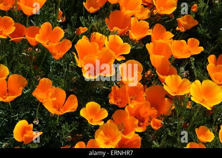 California Mohn blüht im Carrizo Plains National Monument im südöstlichen San Luis Obispo County, Kalifornien. Stockfoto