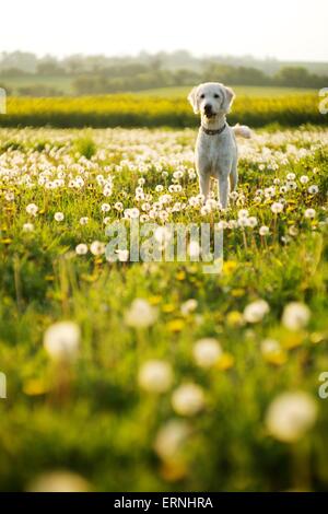 Labradoodle Hund auf einem sonnigen Gebiet der Löwenzahn Stockfoto