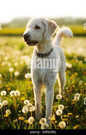 Labradoodle Hund in einem sonnigen Bereich der Löwenzahn Schlag Kugeln Stockfoto