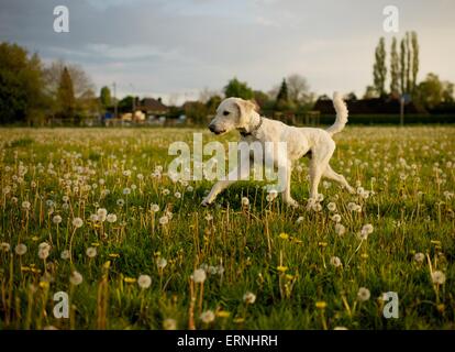 Labradoodle Hund läuft durch ein Feld von Löwenzahn Schlag Kugeln in der Sonne Stockfoto