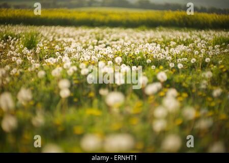 Ein Feld von schönen Löwenzahn Schlag Kugeln in der englischen Landschaft Stockfoto