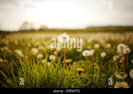 Wilder Löwenzahn Blumen in der englischen Landschaft Stockfoto