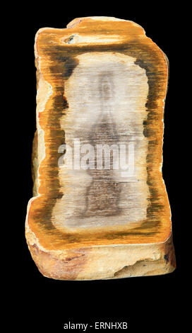 Schöne versteinertes Holz Stockfoto