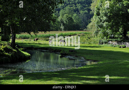 Esel grasen am Ufer des französischen Fluss in Frankreich Stockfoto