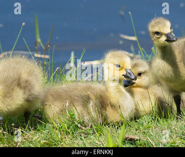 Drei Kanadagans Gänsel sitzen in der Wiese. Stockfoto