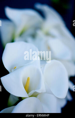 Calla Lily Blumen auf einem Markt Stockfoto