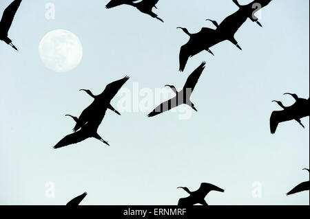Eine Schar Vögel fliegen durch den Mond Silhouette gegen den Himmel. Stockfoto