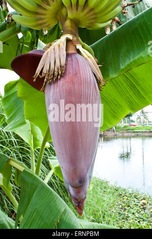 Banane (Musa sp.) mit Blütenstand und Frucht Stiel Stock Foto Stockfoto