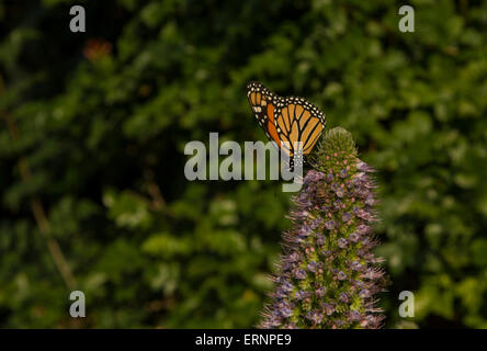 Monarchfalter Danaus Plexippus auf lila Blüten (Tower of Jewels - Echium Wildpretii) in Laguna Beach, Kalifornien Stockfoto