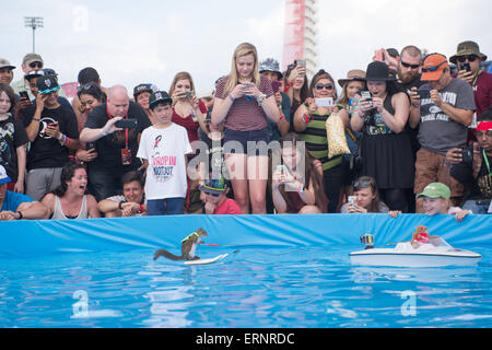 Twiggy Das Wasserski Eichhornchen Stockfotografie Alamy