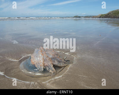 Fass Quallen Rhizostoma Pulmo gestrandet am Strand Stockfoto