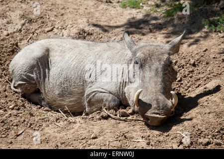 Eine Landschaft Blick auf ein gemeinsames Warzenschwein in der Sonne liegen Stockfoto