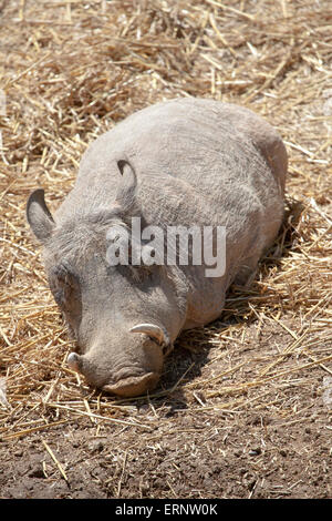 Eine Landschaft Blick auf ein gemeinsames Warzenschwein in der Sonne liegen Stockfoto