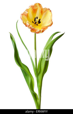 Tulpe Blume gelb rot Orange Tulpen Blumen auf weiß Stockfoto