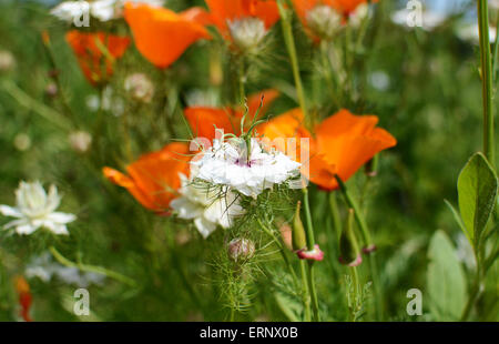 Weiße Nigella Blume - Liebe im Nebel - gegen orange kalifornische Mohn in einem Blumenbeet Stockfoto