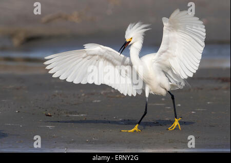 Snowy Silberreiher (Egretta unaufger) zu Fuß mit bedrohlichen Haltung, Galveston, Texas, USA. Stockfoto