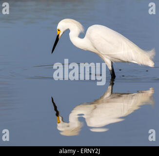 Snowy egret (Egretta thula) hunting in tidal marsh, Galveston, Texas, USA. Stockfoto