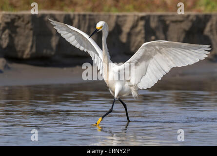 Snowy Silberreiher (Egretta unaufger) Jagd in Gezeiten Marsh, Galveston, Texas, USA. Stockfoto