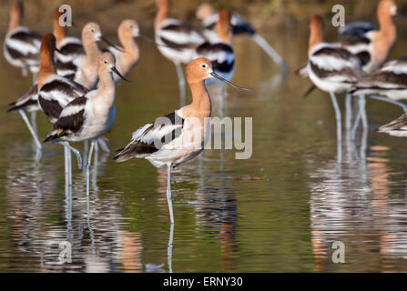 Herde der amerikanische Säbelschnäbler (Recurvirostra Americana) ruht in ruhiger Shaloow Wasser der Gezeiten Marsh, Galveston, Texas, USA. Stockfoto