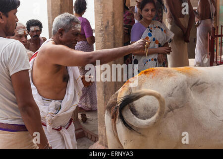 ein Mann Tking Teil in einer religiösen Zeremonie mit einer Heiligen Kuh in Varanasi, Indien Stockfoto