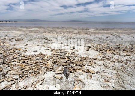 Salton City, Kalifornien, USA. 4. Juni 2015. Wie California mit schweren Dürre geltend macht, ist der Saltonsee des Landes größte Binnengewässer, mit einer alarmierenden Rate verdunstet. Beamte sagen, dass es eine Umweltkatastrophe in der Herstellung ist. Die Küste in der Nähe von Salton Stadt ist schnell zurückgeht, salzig Watten und Tote Fische, aber auch Selen, Phosphate und andere Verunreinigungen ausgesetzt. Wenn die Winde treten auf, diese Schadstoffe werden in der Luft und eine öffentliche Gesundheit Gefahr für Millionen von Einwohnern in Südkalifornien. Bildnachweis: Scott London/Alamy Live-Nachrichten Stockfoto