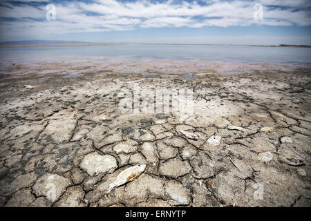 Salton City, Kalifornien, USA. 4. Juni 2015. Wie California mit schweren Dürre geltend macht, ist der Saltonsee des Landes größte Binnengewässer, mit einer alarmierenden Rate verdunstet. Beamte sagen, dass es eine Umweltkatastrophe in der Herstellung ist. Die Küste in der Nähe von Salton Stadt ist schnell zurückgeht, salzig Watten und Tote Fische, aber auch Selen, Phosphate und andere Verunreinigungen ausgesetzt. Wenn die Winde treten auf, diese Schadstoffe werden in der Luft und eine öffentliche Gesundheit Gefahr für Millionen von Einwohnern in Südkalifornien. Bildnachweis: Scott London/Alamy Live-Nachrichten Stockfoto