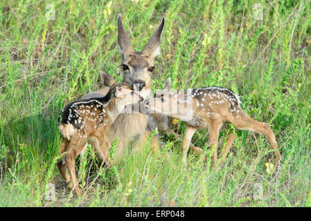 Kitze Neugeborene Maultierhirsch (Odocoileus Hemionus) riechen einander während unter dem wachsamen Blick ihrer Mutter, Montana Stockfoto